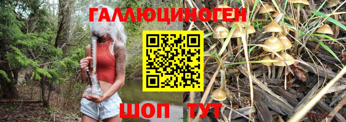 Галлюциногенные грибы Psilocybe  Вход с VPN  Глазов 